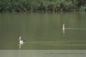 noch mehr Pelikane auf dem Murray River
