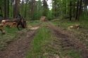 Holzungsarbeiten im Wald östlich von Trampe
