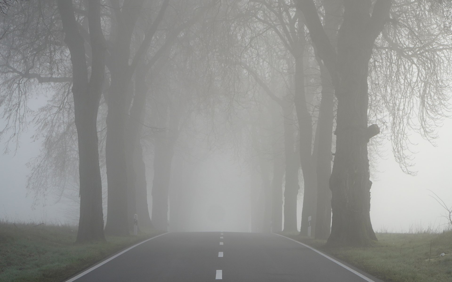 Allee Lanke – Biesenthal im Nebel