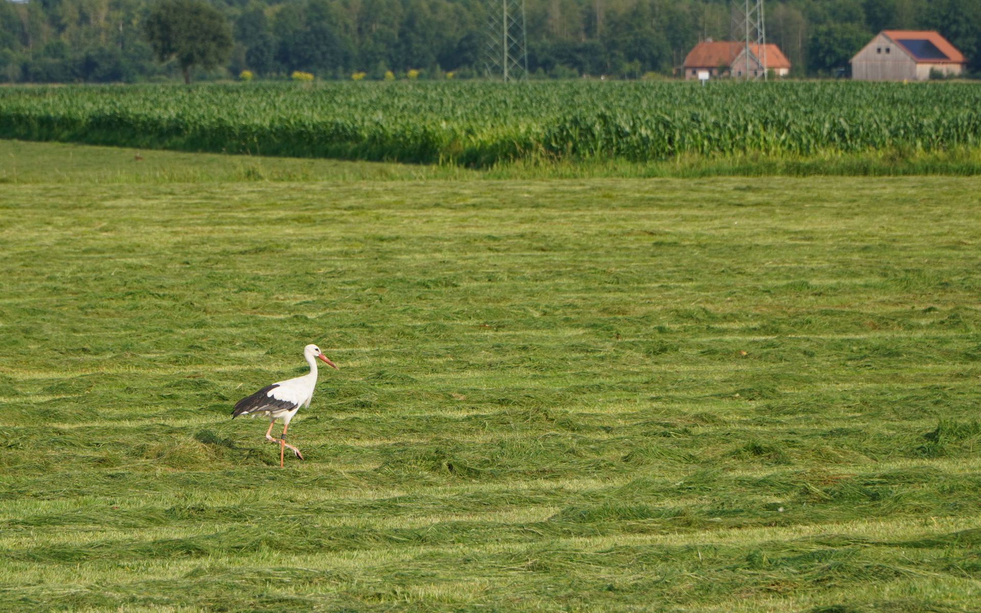 Ein Storch