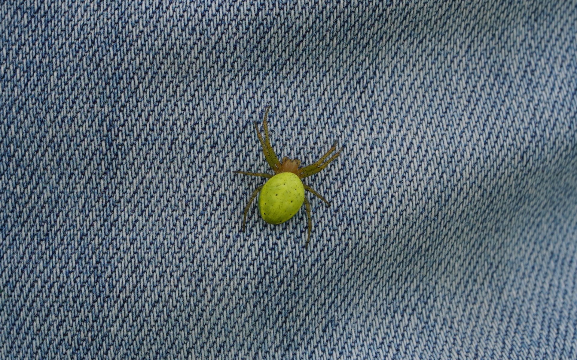eine kleine Kürbisspinne
